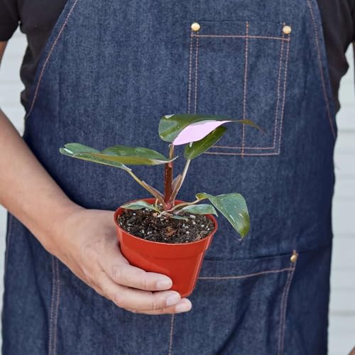 Philodendron Pink Princess Live Plant for Indoor | Different Houseplants in 4\'\' & 6\'\' Pot | Real House Plant for Living Room, Office, Desk & Bathroom | Erubescens