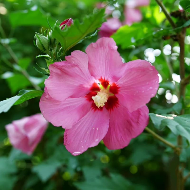 Dark Pink Rose of Sharon Plant Live 4 Inch Container, Hardy Hibiscus Plant Live, Althea Hibiscus Syriacus Flowers