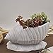Produktbild Kyman Mittelmeer Saftige Blumentopf Natur Conch Aufsatz- Blumentopf Dekoration Craft Desktop Home Dekoration Einfache kreativ Shell Conch Keramiktopf, grüne Pflanze Fleisch Terrine