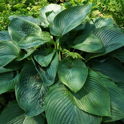 Proven Winners Shadowland Empress Wu Hosta Plant