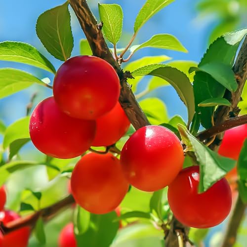 Cherry Plum Tree, Small, Cherry-Like Plum with a Sweet, Tart Flavor, 2-3 ft Tree Height, 5 gal. Grower Pot (Due to Agricultural Laws, we Cannot Ship to CA, AZ, AK, or HI)