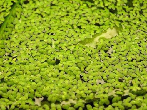 Planta DE Acuario, Estanque, LEMNA Minor, LENTEJA DE Agua PORCION 10X10