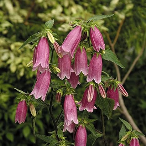 山野草 アケボノホタルブクロ 花 オンライン通販