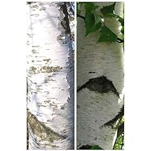 Betula pendula European White Birch Seeds