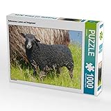 Puzzles sind unterhaltend, fördern Wohlbefinden und stimulieren beide Hälften des Gehirns. Das kann die mentale Leistungsfähigkeit sowie Konzentration und Gedächtnis fördern