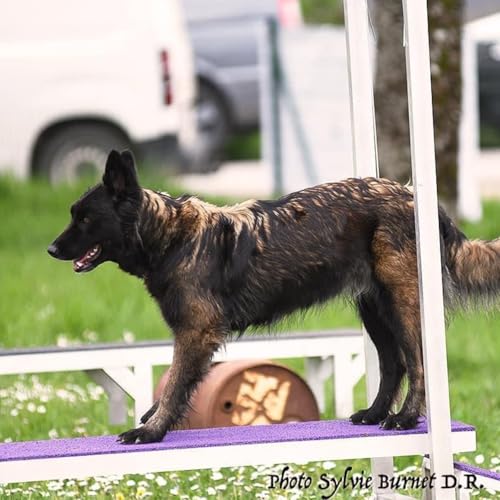 Finition acier galvanisé robuste de la rampe canidefit Swing