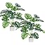 Monstera-18 Leaves-2 Pcs