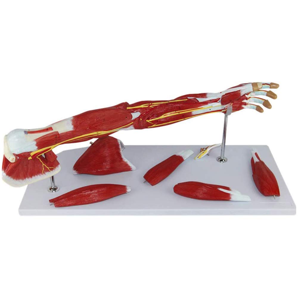 Sjdopulse A Nasal Cavity Model - Human Organ Natomy Model - Medical Natomical Turbinate In The Lateral Wall Of The Nasal Cavity Enlargement Science Models - For Medical Educational Training Id (A)