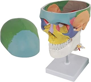 Skull Model Anatomy, Human Skull Model Color, Life Size 3-Part Didactic Human Anatomical Skull Model for Medical Teaching Learning Educational Student Learning