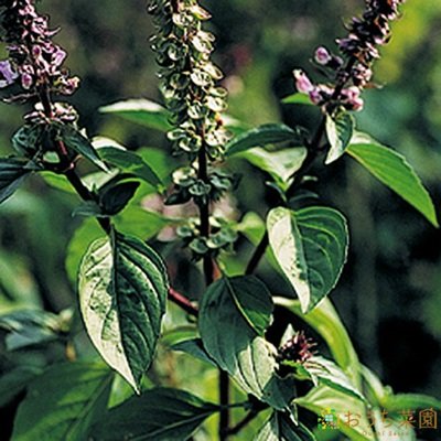 バジルの種類 品種10選 特徴や違いを紹介 Farm Horie