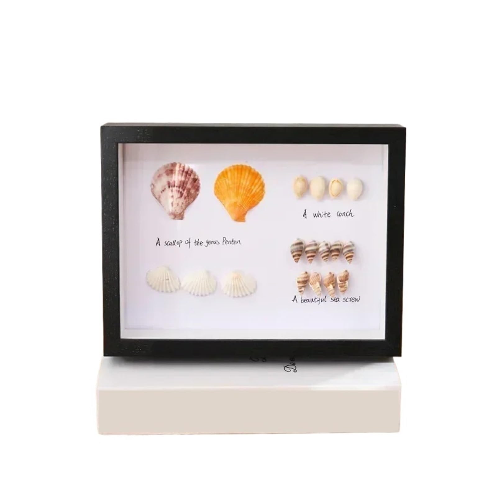 3D Shadow Box Wood Shadow Box Frame Deep 3d Photo Depth 3cm Specimens Holder for Dried Flower Picture Shell DIY Home Decor(Black,10inch (25x25cm))
