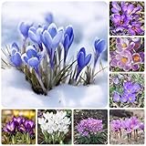 2 piezas de bulbos de flores, bulbos de azafrán - planta de interior, regalos prácticos, flores silvestres, plantas perennes, azafrán, bulbos de azafrán - azafrán, hidroponía, plantas