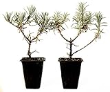 9GreenBox - Silver Frost English Lavender - 2 Pack