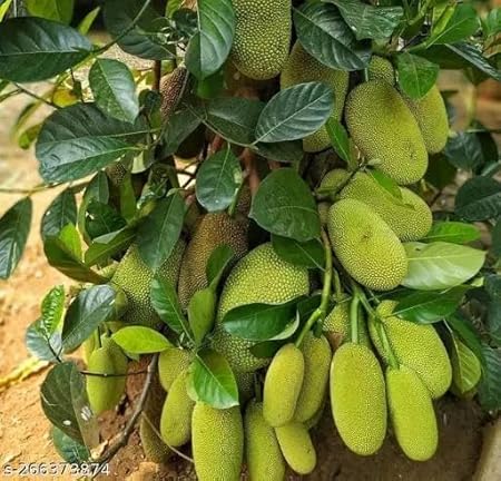 Plant Exotic |Vietnam Super Early Grafted Kathal Jackfruit plant Thai Green JackFruit Plant (GRAFTED) Very Sweet & Healthy (Kathal) Green Tree All Time Kathal Organic plant For Home Gardening Farming