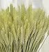 TooGet 100 Stems Dried Wheat Sheaves Stalks Bouquet Bundles, Natural Ear of Wheat Grain Flowers Dry Grass Bunch DIY Arrangements for Home Wedding Store Decorative