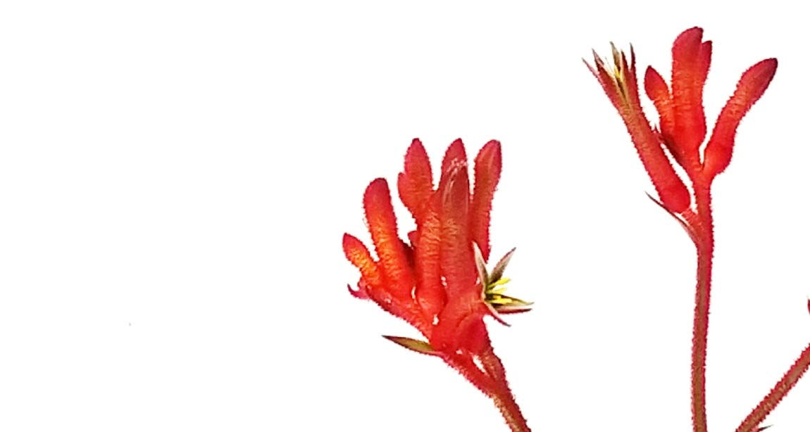 POWERS TO FLOWERS - ANIGOZANTHOS ROSSO, ZAMPE DI CANGURO, pianta vera