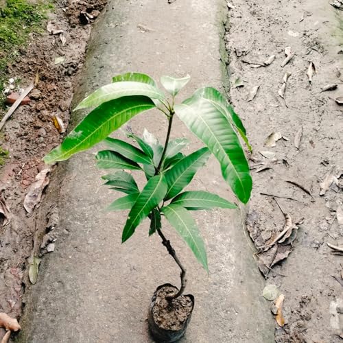 Image of Grafted Live Manila Mango Plant 2-3 Feet Tall | Hybrid All Season Mango