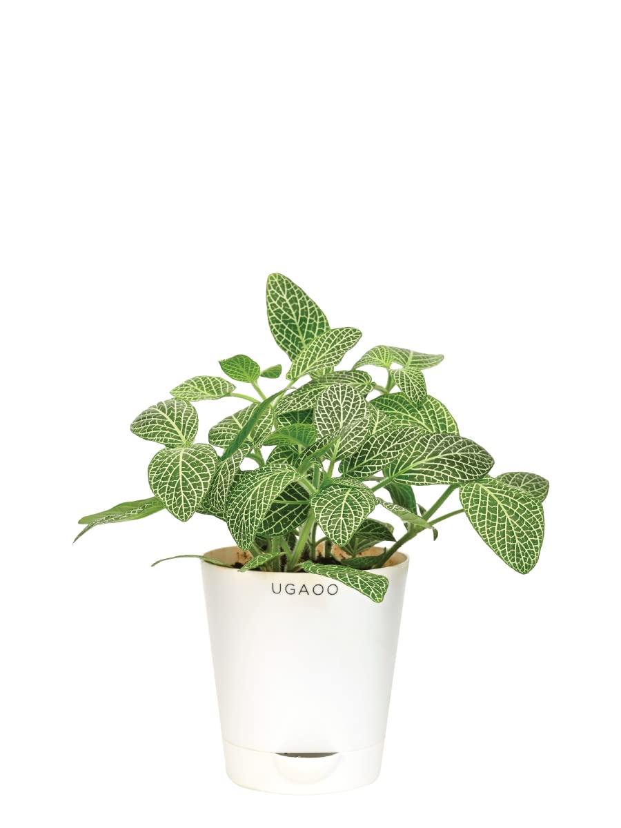 UGAOO Big Leaf Fittonia Live Indoor Plant with Pot