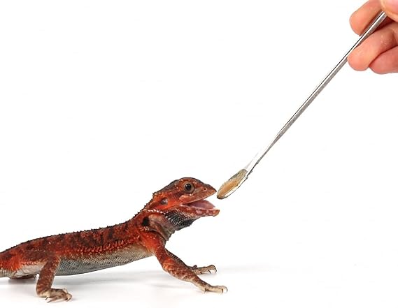 2Pcs Crested Gecko Feeding Spoon, Reptile Powder Food Mixing Spoon