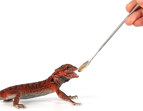 2Pcs Crested Gecko Feeding Spoon, Reptile Powder Food Mixing Spoon