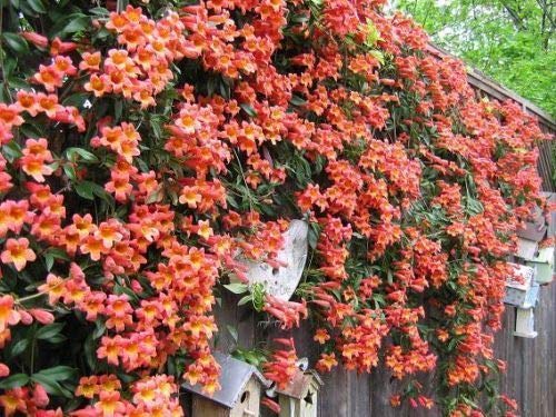 Portal Cool Tangerine ezza Crosne (Bignonia CAPREOLATA) Taglio Vine