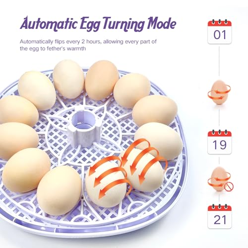 12 Egg Incubators for Hatching Eggs | with Auto Egg Turner, Temp & Humidity Control | 360° Viewing for Chicken, Duck, Quail Eggs | Ideal for Farm, School, Home - Image 3
