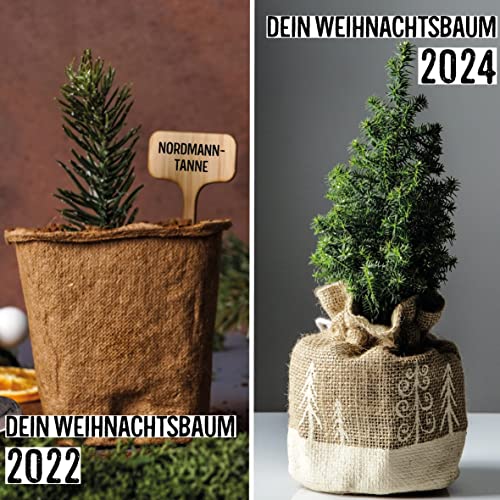 valeaf Weihnachtsbaum 2030 - Nordmanntanne Pflanzen Samen zum Weihnachtsbaum pflanzen ideal als Geschenk und Wichtelgeschenk