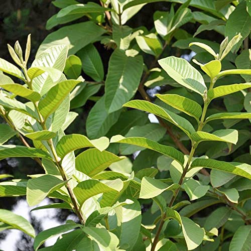 Image of 2.1oz Premium Dried Sea Moss, 100% Natural, Make 40oz of Gel, Wildcrafted, Caffeine Free, Sugar Free, Gluten Free, Vegan. (Avocado Leaves, 1oz (Pack Of 1))