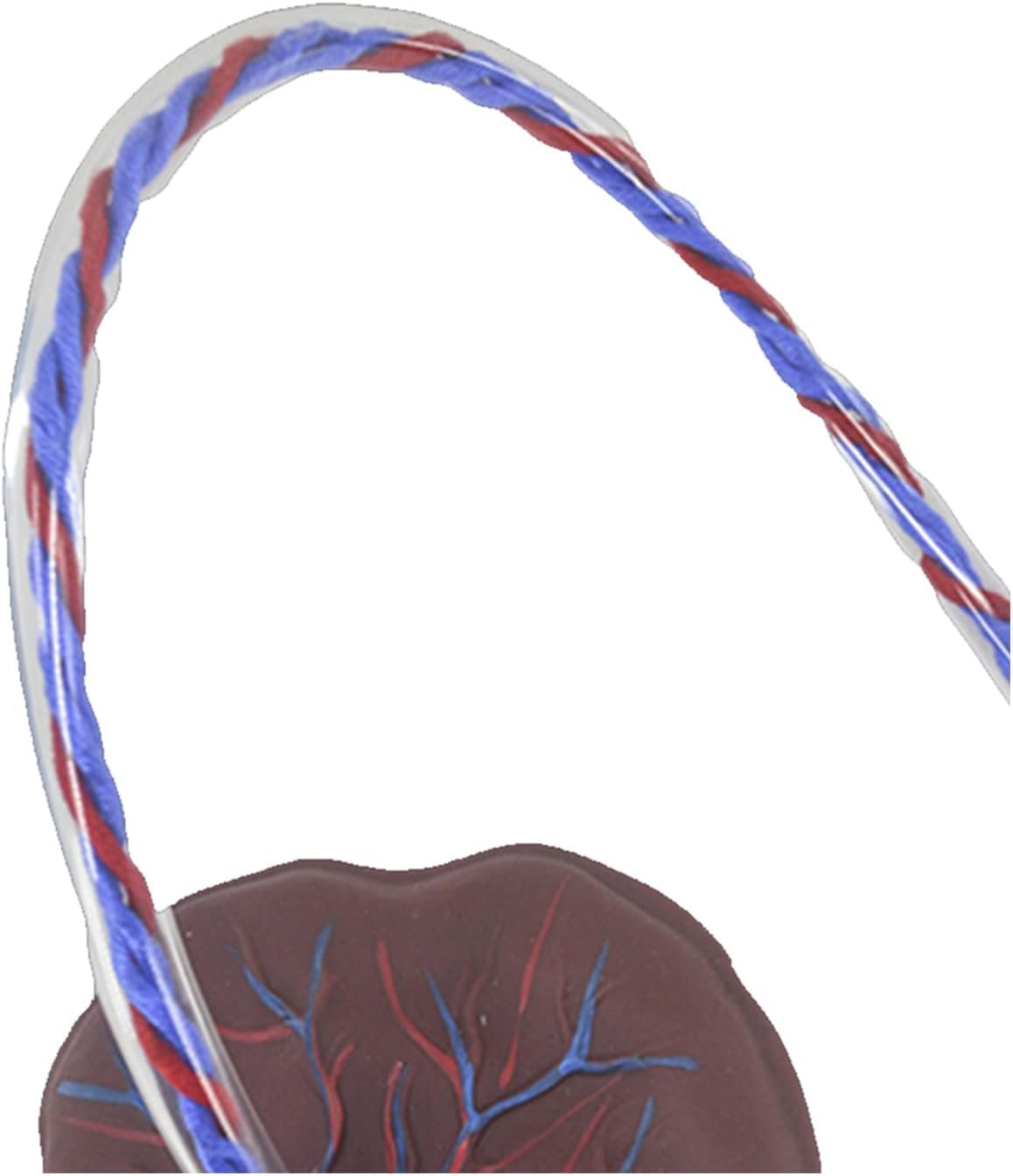 Anatomiczny model pępowiny i łożyska do zastosowań w opiece zdrowotnej – edukacja – z wyświetlaniem żył i tętnic