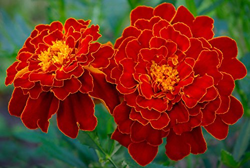 Creative Farmer Flower Seeds French Marigold Brocade Mixed - High Flowering Variety Flower Seeds For Home Garden-100 Seeds (B01LZZC2BM) Amazon Price History, Amazon Price Tracker