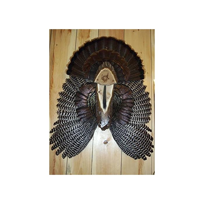 Buy Turkey Fan Plaque/Turkey Mounting Kit/Turkey Hunting Turkey Fan and