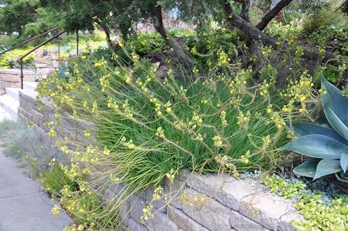 Bulbine Yellow | 1 Live Gallon Size Plant | Bright