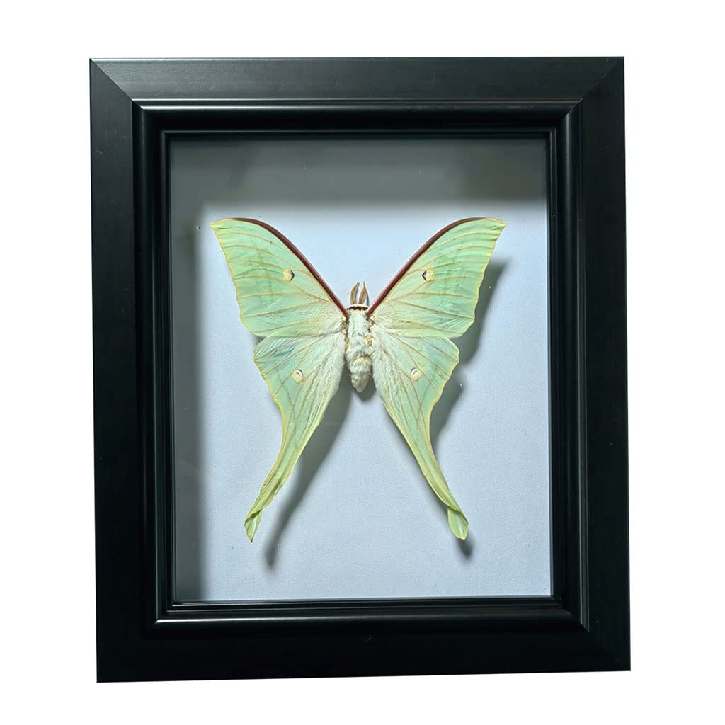 Guoyoocc Black Butterfly Specimen,Real Taxidermy Butterfly,Real Framed Butterfly,Unique Taxidermy Collectables,For Teaching,Home Decoration,Wedding, There Are Dual-Use Pendants And Ornaments