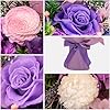 Forever Flower Gifts for Her: Romantic Mothers Day Flowers for Mom Wife Girlfriend Grandma-Preserved Rose Bouquets-Flowers for Delivery Prime on Anniversary Valentines Birthday (Lilac)