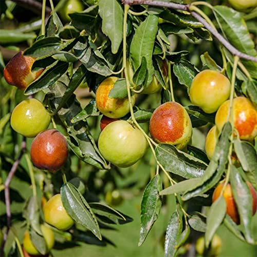 Qauzuy Garden 10 Indian Jujube Seeds, Indian Plum, Chinese Date, Chinese Apple, Ber, Dunks(Ziziphus Mauritiana) - Heirloom Organic Fruit Seeds - Rare Tropical Tasty Fruit #TOP2
