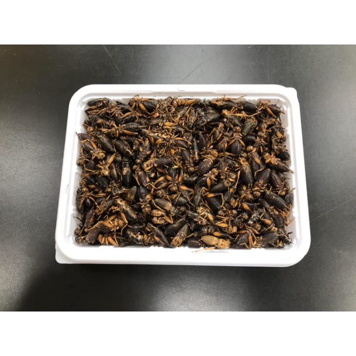 Amazon | 【富城物産・クール便発送】冷凍フタホシコオロギ Mサイズ 約