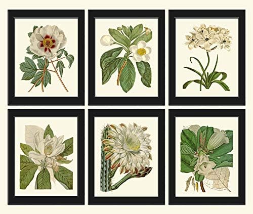 White Flower Botanical Wall Art Prints set of 6 - Unframed - Beautiful Antique Peony Gardenia Star of Bethlehem Magnolia Cactus Trumpet Home Room Decor to Frame CU