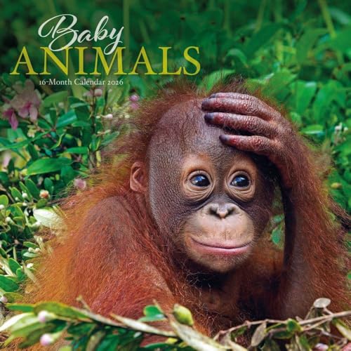 Carousel Calendars, Baby Animals Special Value 2026 Wall Calendar, 12.01'' X 12.01'', 16-Month Calendar with Stapled Binding