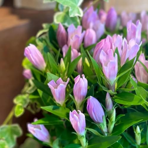 Semillas de genciana, variedades antiguas semillas de silvestres raras decoración 35pcs