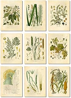 Ink Inc Botanical Prints Alcohol Vintage Wall Art - Corn Whiskey, Hops Barley