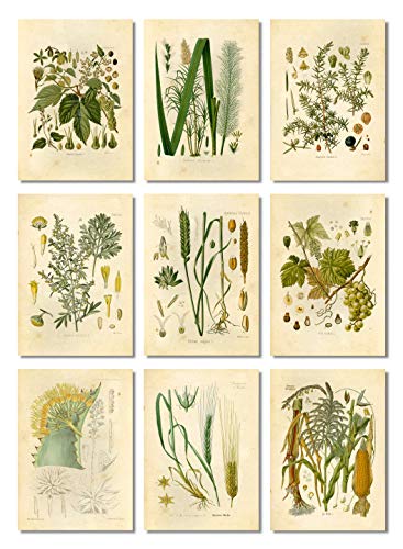 Ink Inc Botanical Prints Alcohol Vintage Wall Art - Corn Whiskey, Hops Barley