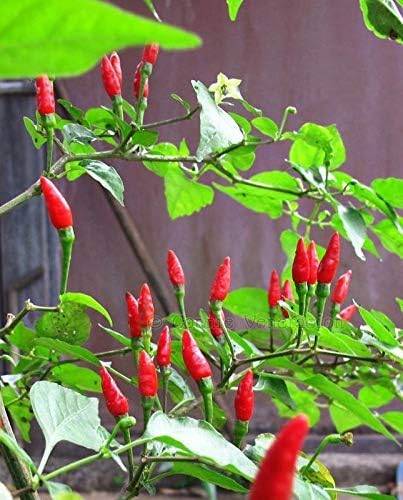 TRICONE Bird's Eye Chilli - Thai Chilli - Hottest Tiny Chilli Seeds - Pack of 100 seeds