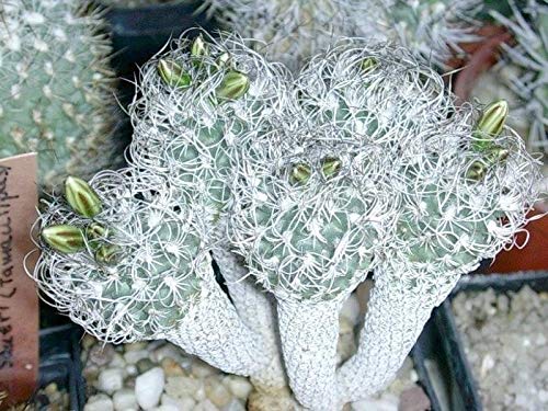 Amazon.co.jp: 【種子】 Turbinicarpus krainzianus var. Minimus