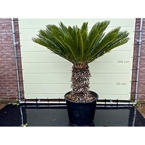Cycas revoluta stamhoogte 40-50cm