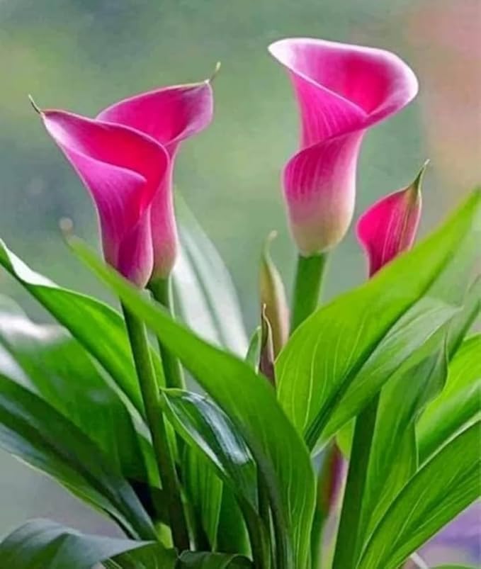 Peace Lily Indoor Plant with Decorative Pot, Pink Flowering Plant for Home, Office, Living Room-image-41