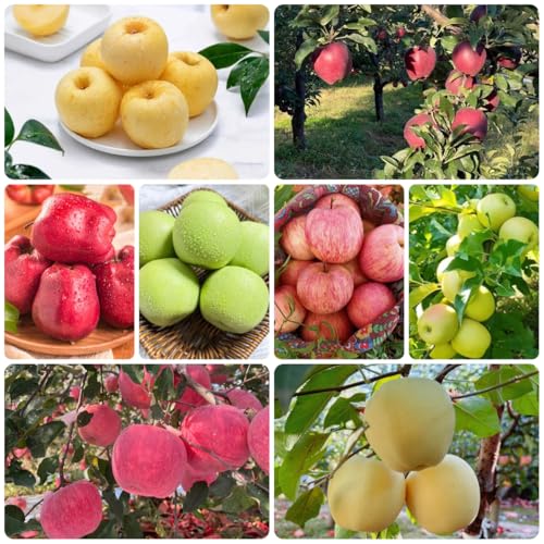 semi di melo sementi biologiche, sementi di antiche varietà di mela, giardino roccioso resistenti, 200pcs