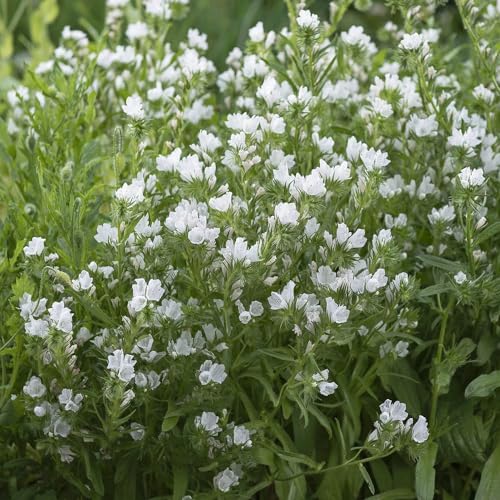 Outsidepride White Bedder Echium Seeds - 1000 Pcs Easy to Grow & Self-Seeding Biennial Flower Seeds for Planting Attractive to Pollinators, for Smaller Spaces, Containers, or Garden Borders