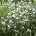 Outsidepride Echium White Bedder - 1000 Seeds