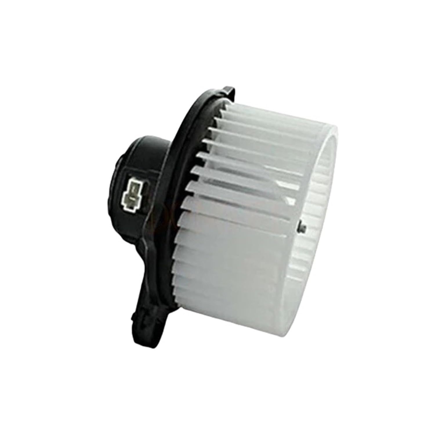 SEI　白鯨　親株 アガベ 白鯨 大株美形 SEI 白鯨 親株 親株 アガベチタノタ白鯨 Agave