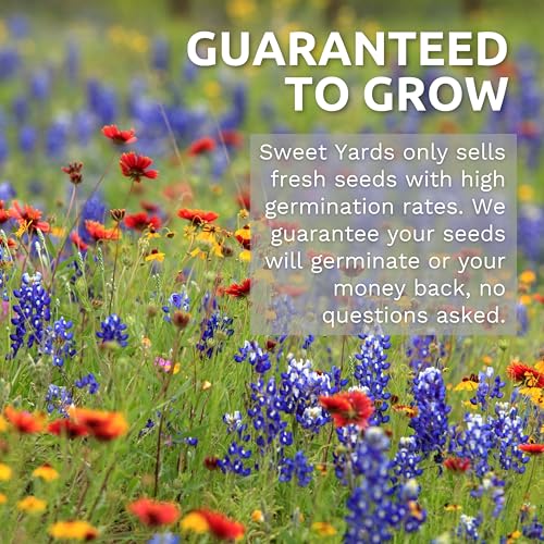 Zinnia Cherry Queen – Large 4 Ounce Packet – 16,000 Flower Seeds for Planting – Zinnia elegans by SWEET YARDS - Image 5